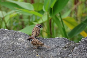 Eurasian Tree Sparrow Bishan - Ang Mo Kio Park Sat, 1/7/2023