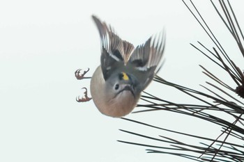 キクイタダキ 宮城県民の森 2023年1月7日(土)