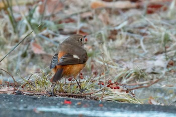 Daurian Redstart Miyagi Kenminnomori Sun, 1/8/2023