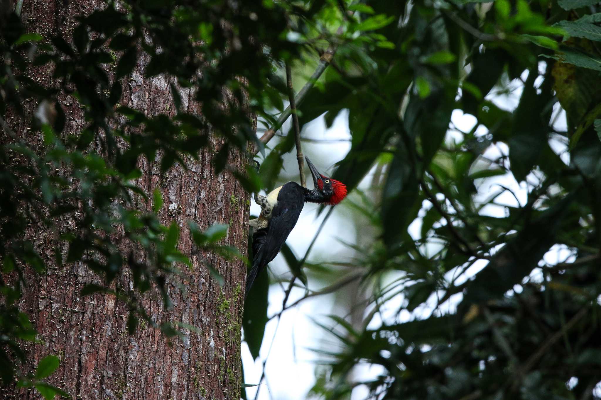 Photo of White-bellied Woodpecker at PICOP(PHILIPPINE) by Trio