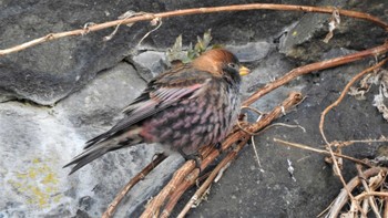 2023年1月4日(水) 蕪島(青森県)の野鳥観察記録