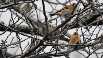 2023年1月5日(木) 八戸公園(青森県八戸市)の野鳥観察記録