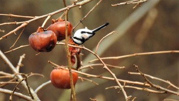 2023年1月7日(土) ふるさと河川公園(青森県階上町)及びその周辺の野鳥観察記録