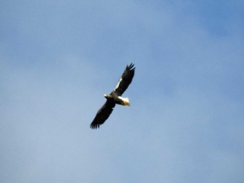 2018年12月31日(月) 山本山(滋賀県)の野鳥観察記録