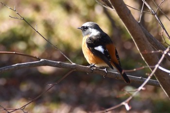 Daurian Redstart 定光寺公園 Sun, 1/8/2023