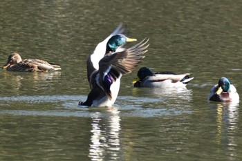 Mallard 定光寺公園 Sun, 1/8/2023