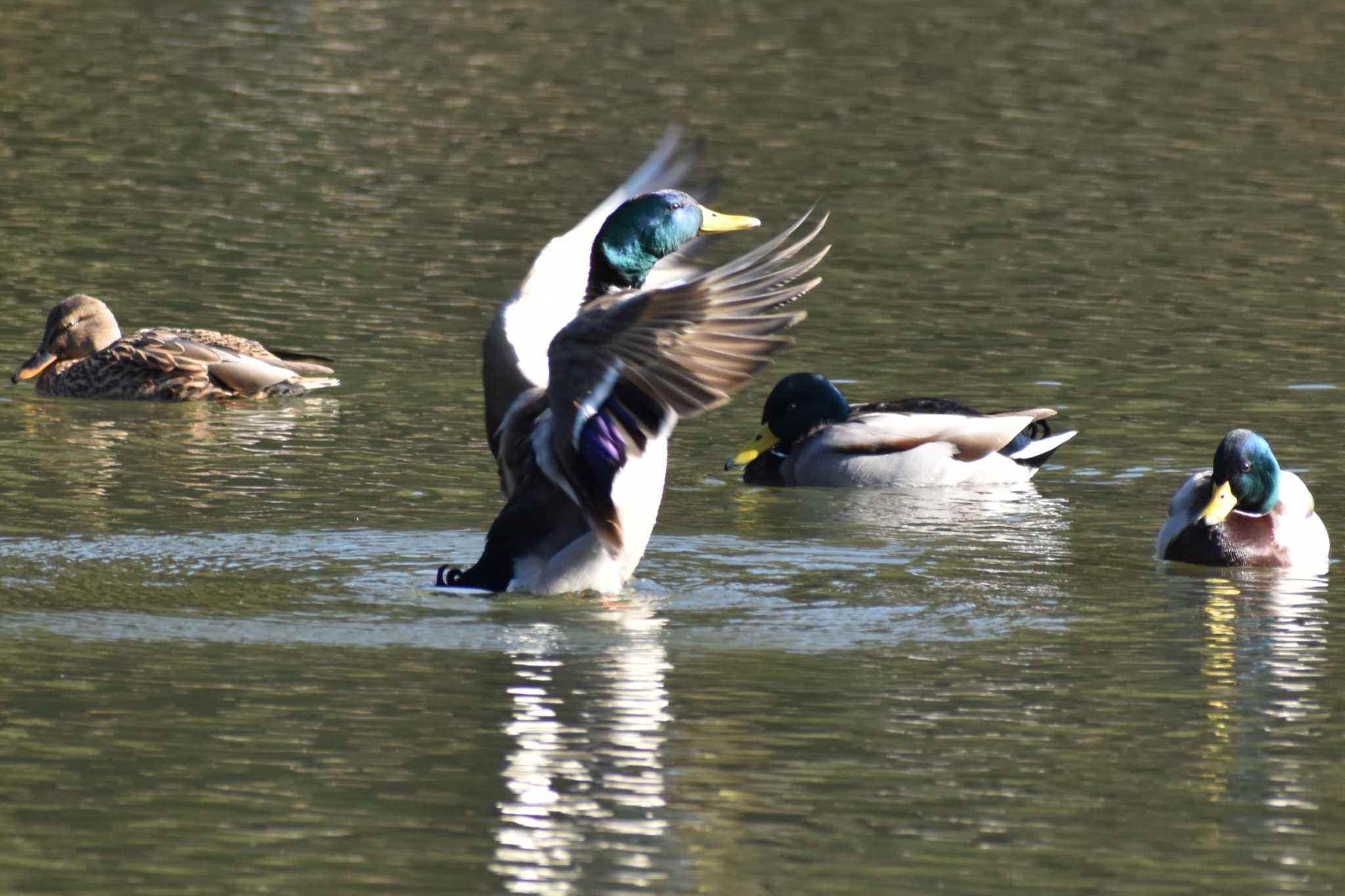 定光寺公園 マガモの写真 by KWL980