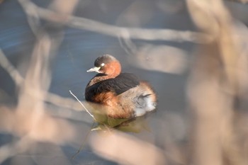 Little Grebe 定光寺公園 Sun, 1/8/2023