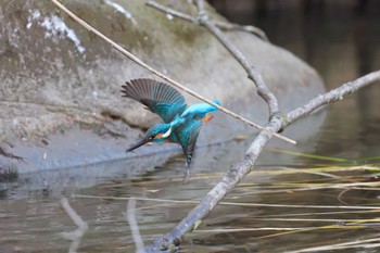 カワセミ 千里南公園 2023年1月8日(日)