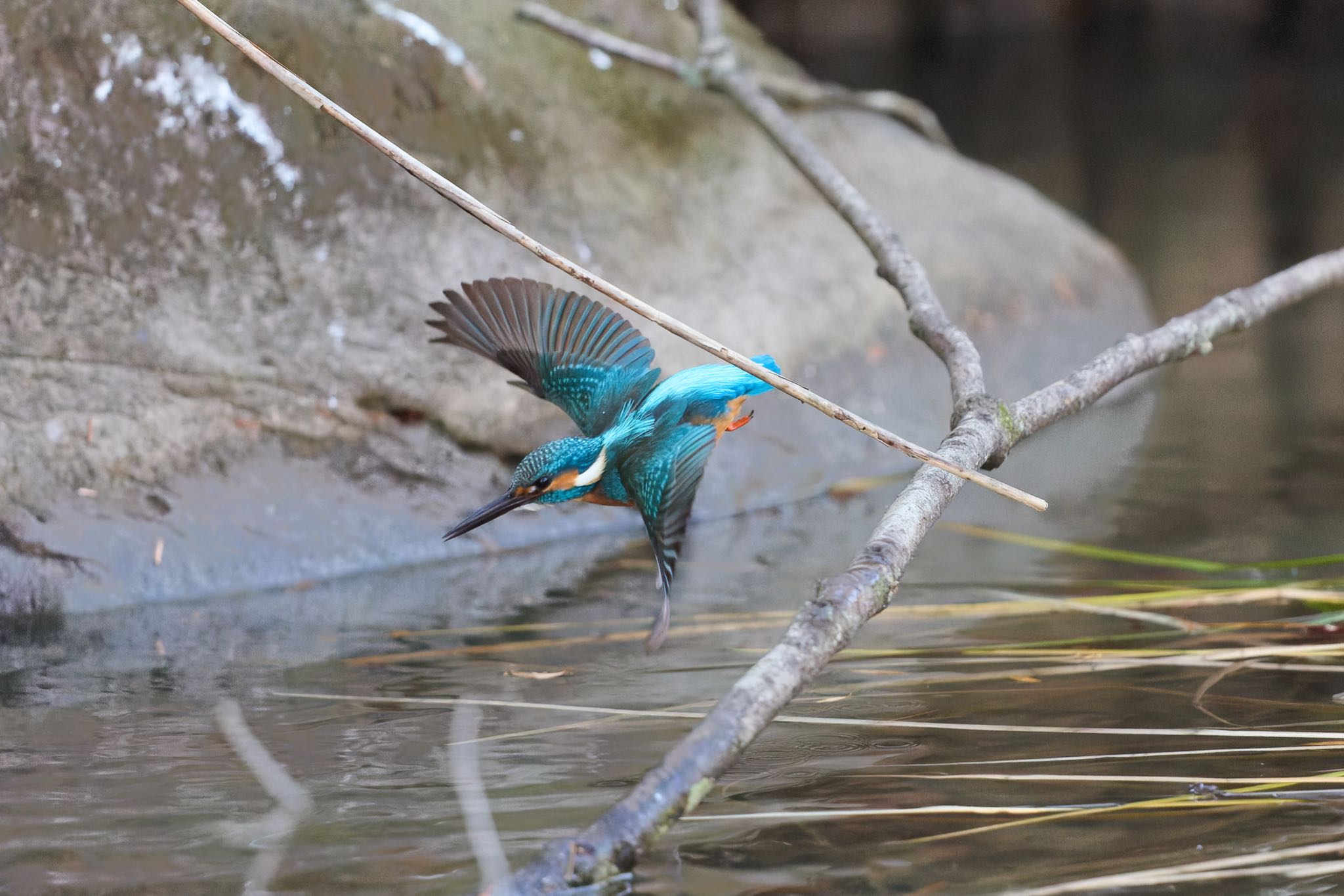 カワセミ