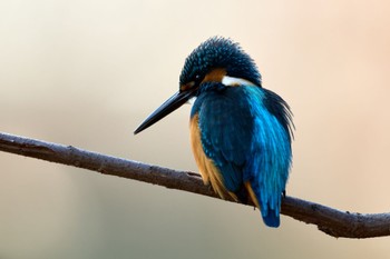 カワセミ 千里南公園 2023年1月8日(日)