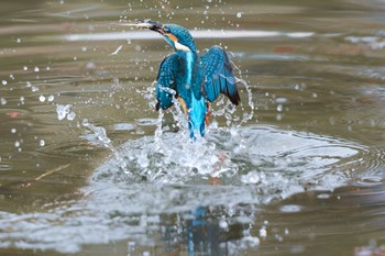 カワセミ 千里南公園 2023年1月8日(日)