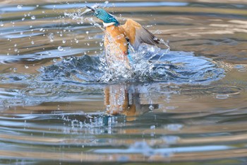 Sun, 1/8/2023 Birding report at 千里南公園