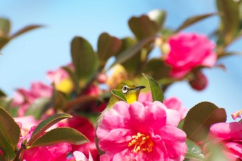 Warbling White-eye Osaka castle park Sun, 1/8/2023