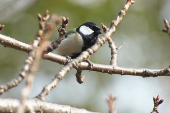 Japanese Tit Osaka castle park Sun, 1/8/2023