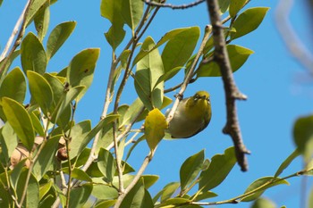 Warbling White-eye Osaka castle park Sun, 1/8/2023