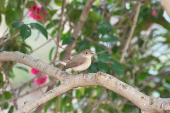 Red-breasted Flycatcher Osaka castle park Sun, 1/8/2023