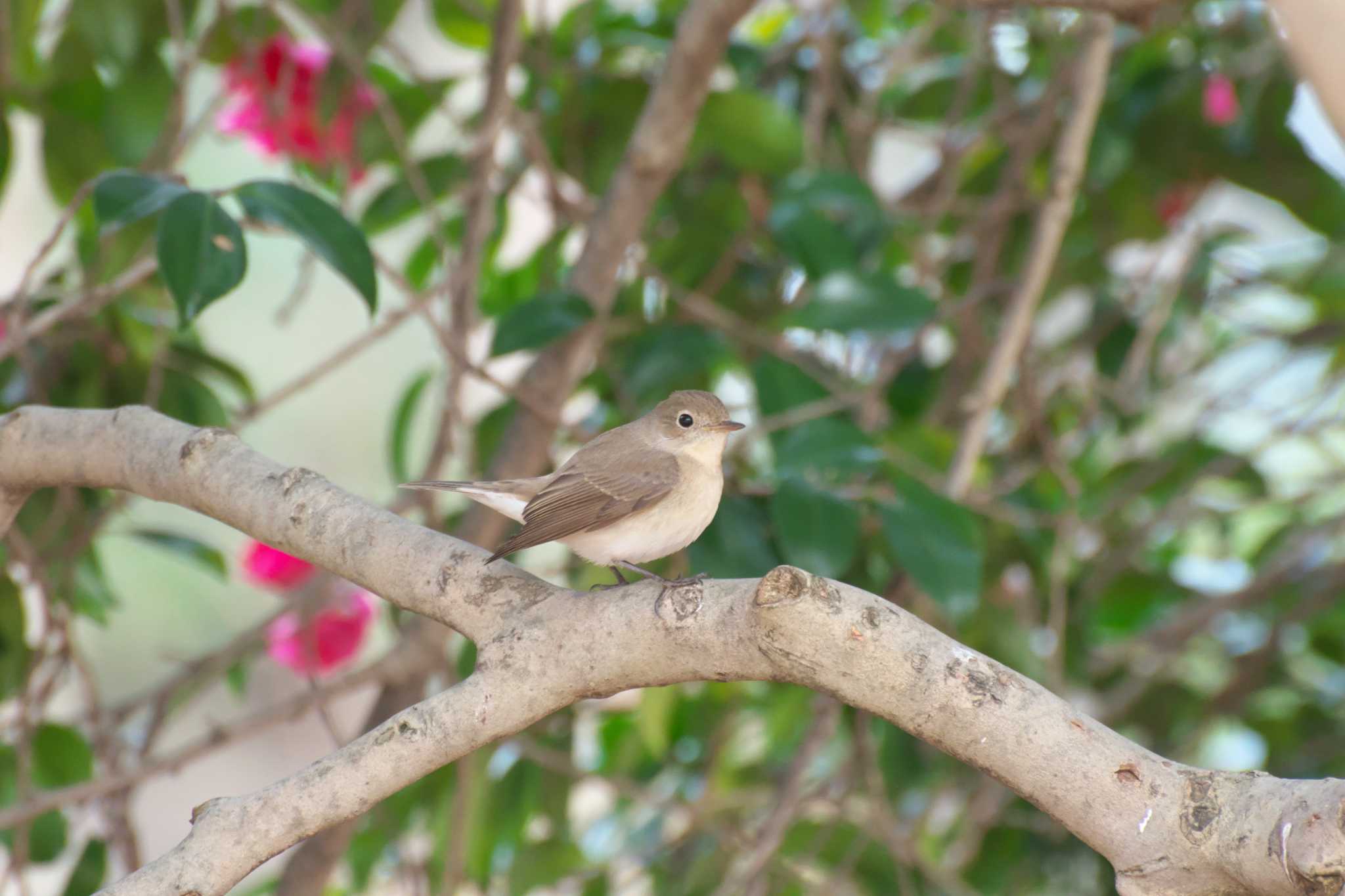 Photo of Red-breasted Flycatcher at Osaka castle park by 大井 誠