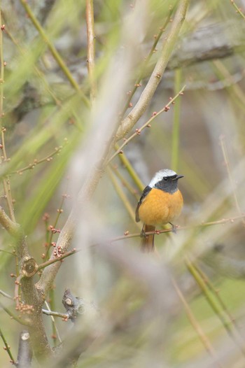 Daurian Redstart Osaka castle park Sun, 1/8/2023