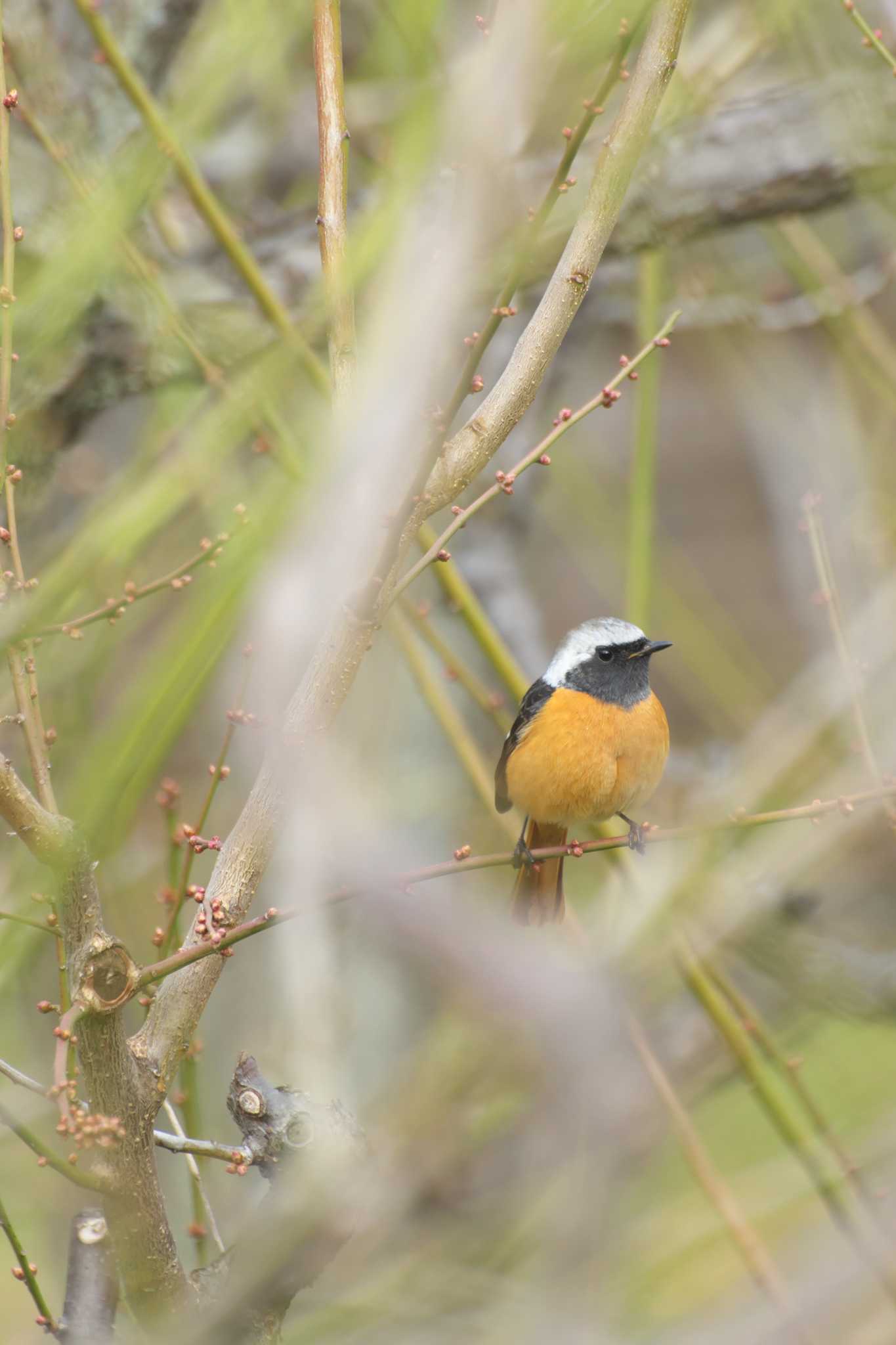 Photo of Daurian Redstart at Osaka castle park by 大井 誠