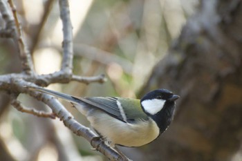 Japanese Tit Osaka castle park Sun, 1/8/2023