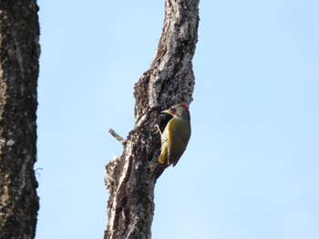 Japanese Green Woodpecker 生駒山 Sun, 1/8/2023