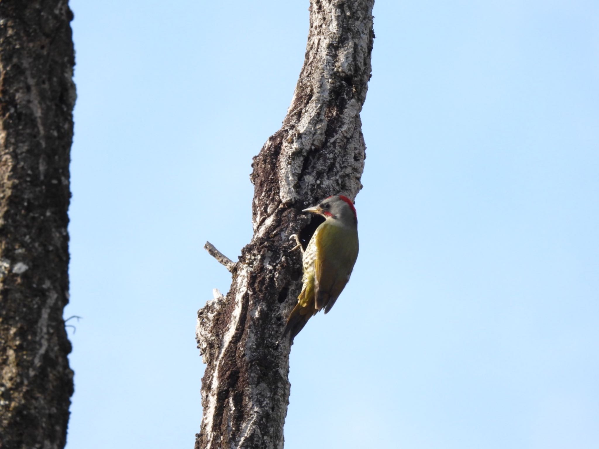 Japanese Green Woodpecker