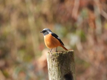 Daurian Redstart 生駒山 Sun, 1/8/2023