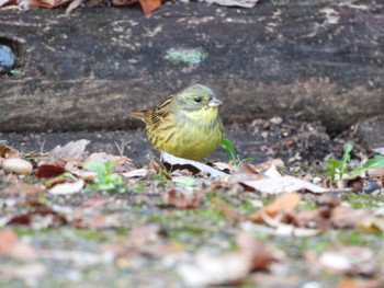 Masked Bunting 生駒山 Sun, 1/8/2023