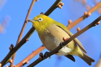 Warbling White-eye 埼玉県 Mon, 2/12/2018