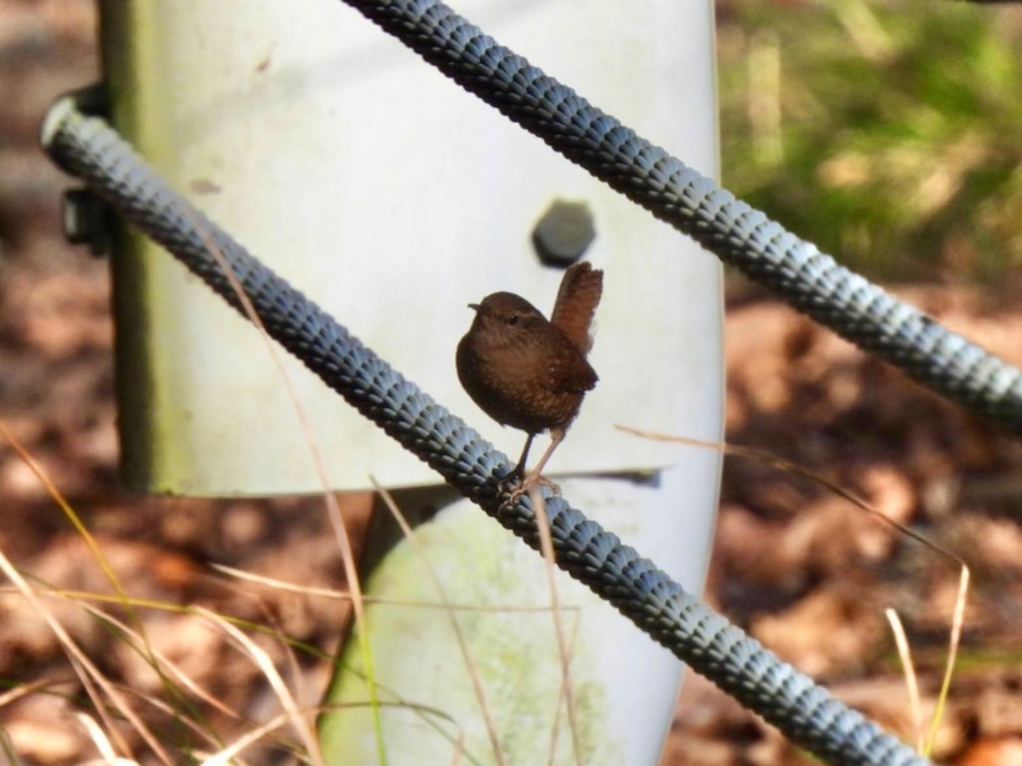 Eurasian Wren