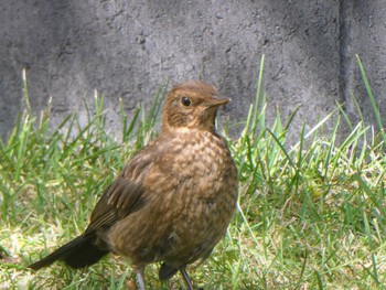 Common Blackbird Twizel, New Zealand Tue, 12/27/2022