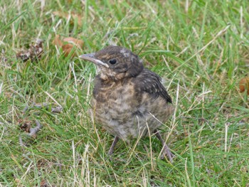 Common Blackbird Twizel, New Zealand Tue, 12/27/2022