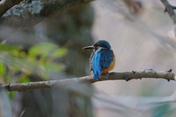 カワセミ 泉の森公園 2023年1月5日(木)