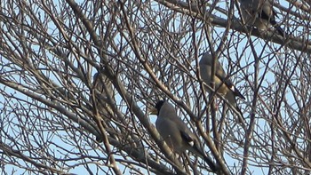 Japanese Grosbeak 五十鈴川 Sun, 1/8/2023