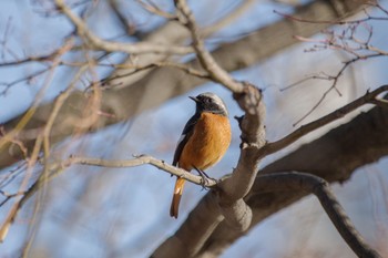 Daurian Redstart 檜町公園(東京ミッドタウン) Sun, 1/8/2023