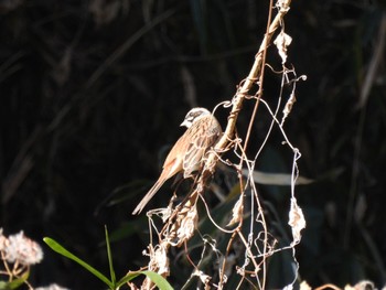 Meadow Bunting Sayama Park Thu, 12/29/2022