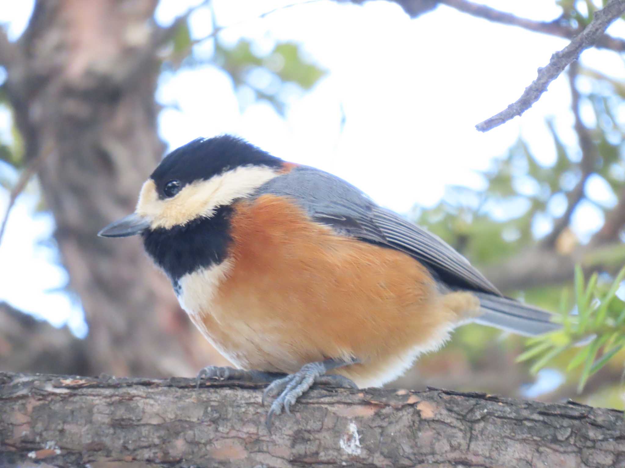 Varied Tit