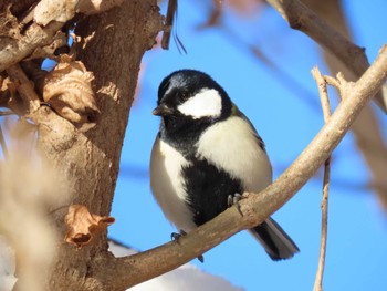 2023年1月8日(日) 中島公園の野鳥観察記録