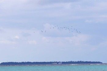 2023年1月3日(火) 本部町備瀬の野鳥観察記録