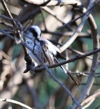 Long-tailed Tit 横浜自然観察の森 Sun, 1/8/2023