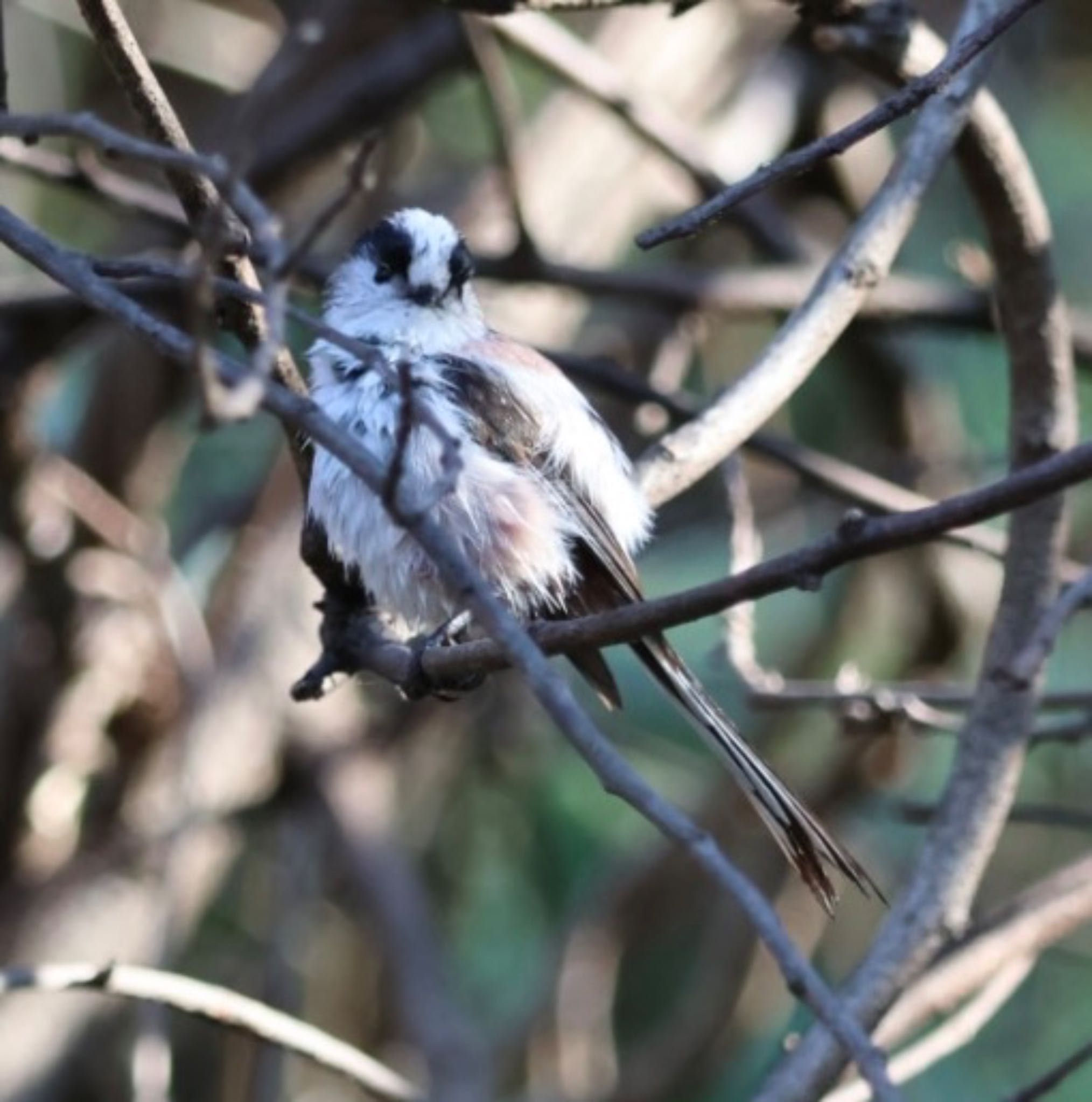 Photo of Long-tailed Tit at 横浜自然観察の森 by Allium