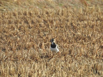 Sat, 11/26/2022 Birding report at 宮城県