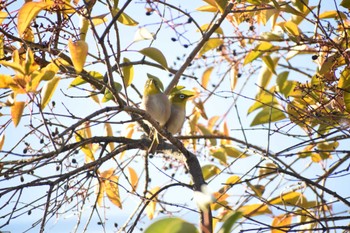 Warbling White-eye 久宝寺緑地公園 Wed, 1/4/2023