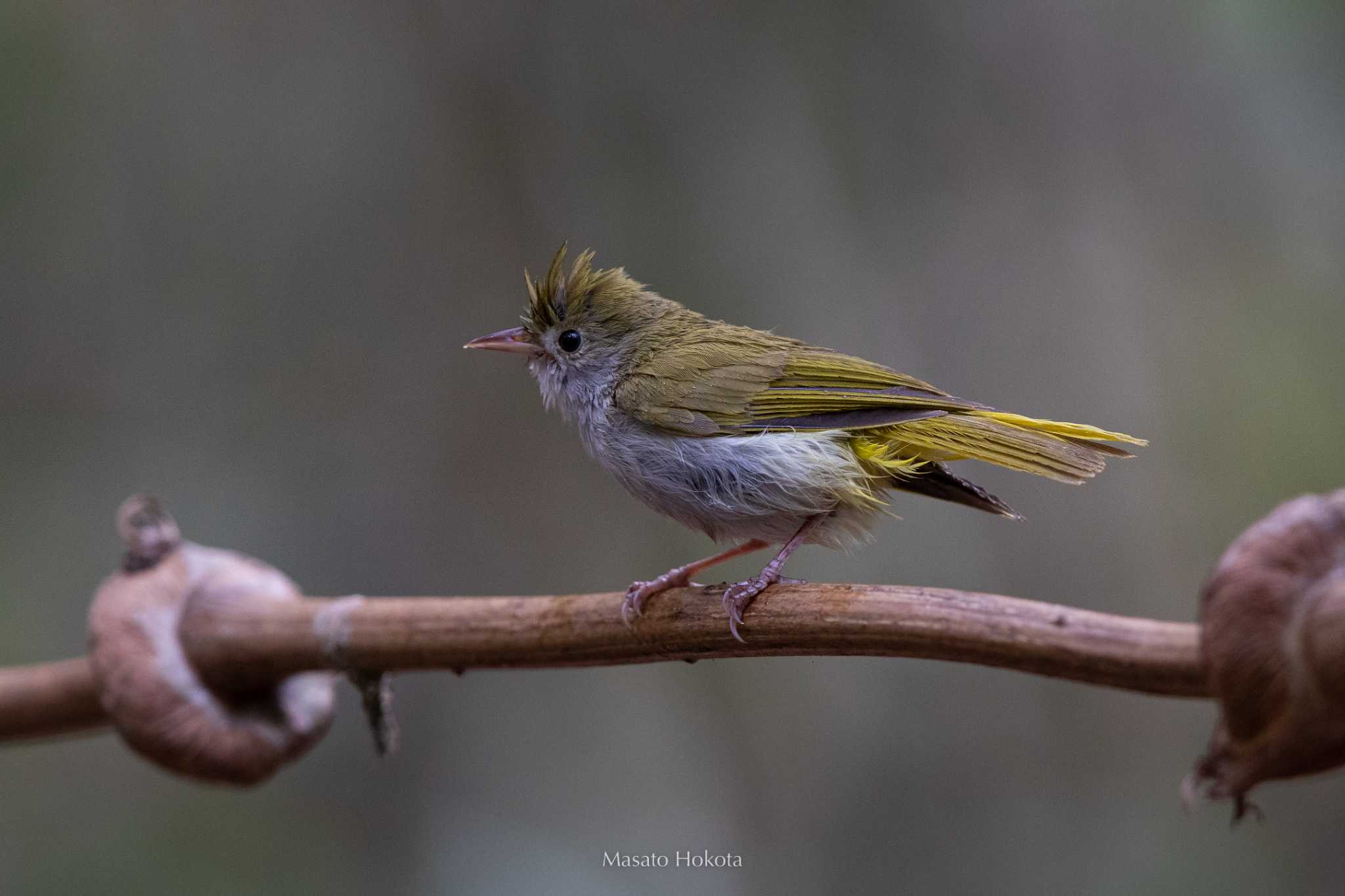 Photo of White-bellied Erpornis at Phu Khiao Wildlife Sanctuary by Trio