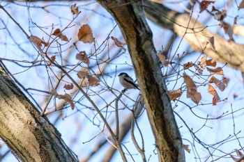 Sun, 1/8/2023 Birding report at 千葉県立行田公園