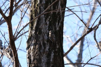 コゲラ 千葉県立行田公園 2023年1月8日(日)