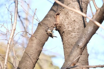 コゲラ 千葉県立行田公園 2023年1月8日(日)