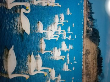 Tundra Swan 宮城伊豆沼 Mon, 12/19/2022