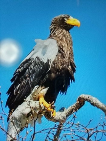 Steller's Sea Eagle 志津川湾 Sun, 1/22/2023